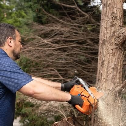 Clearing a downed tree
